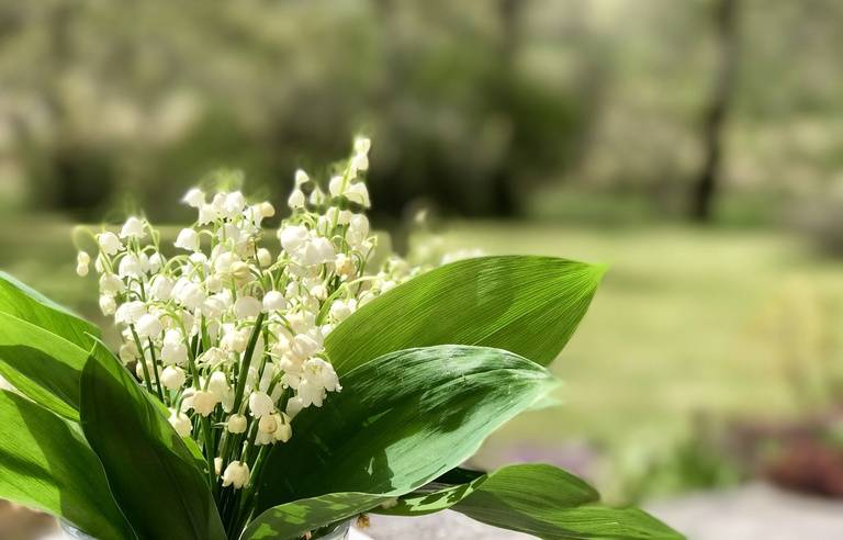 CORONAVIRUS : La vente du muguet est-elle autorisée le 1er mai ? 