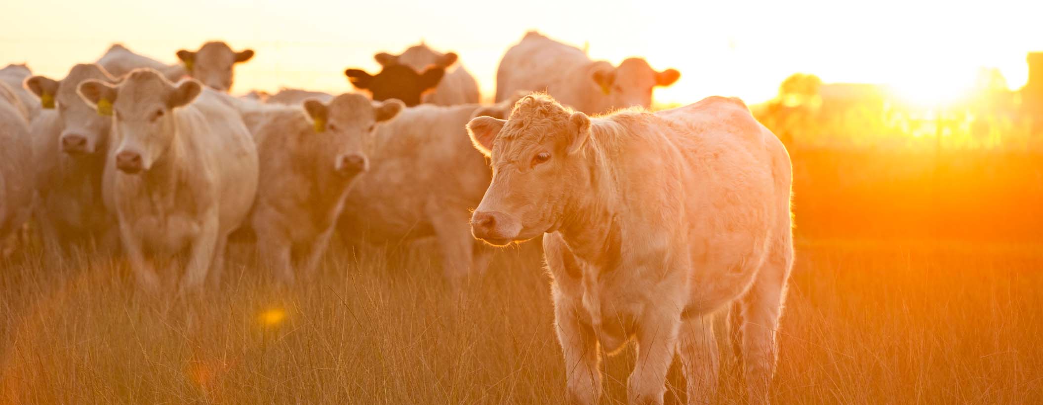 Réunion projet Alimentaire spécial "agriculteurs"
